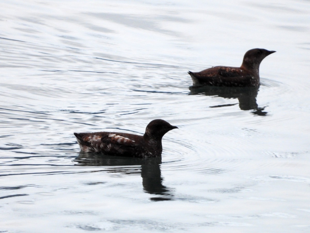 Guillemot marbré - ML619930779