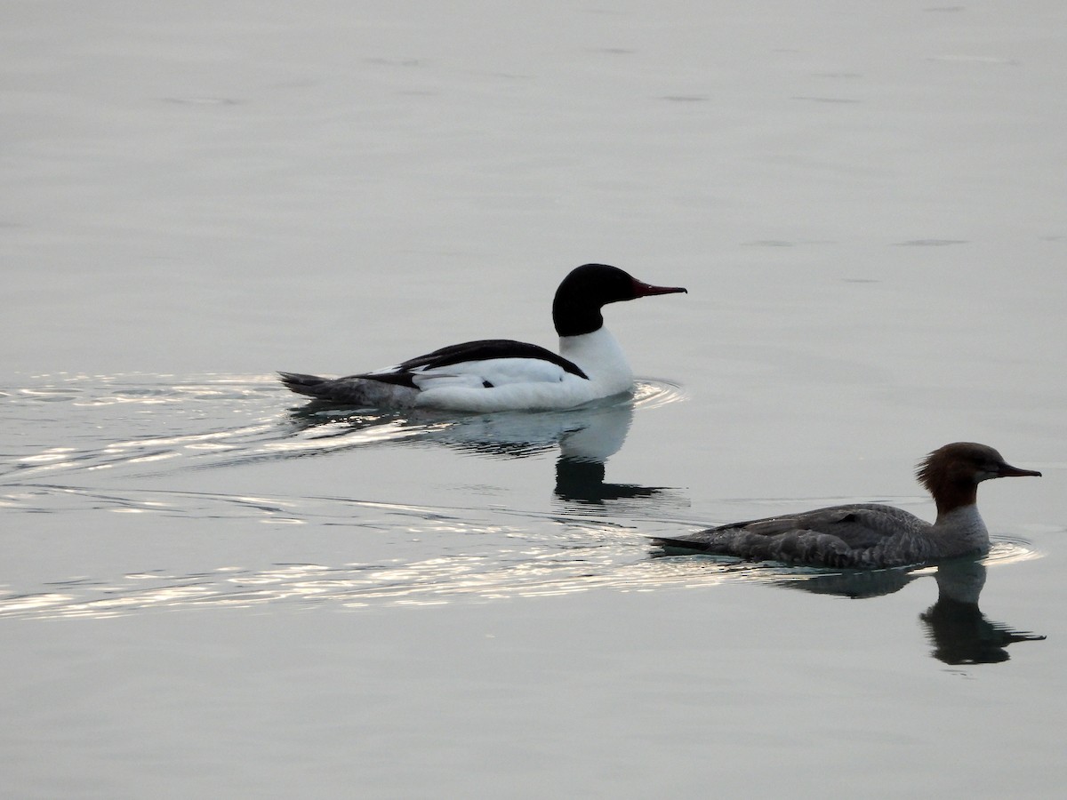 Common Merganser - ML619930796