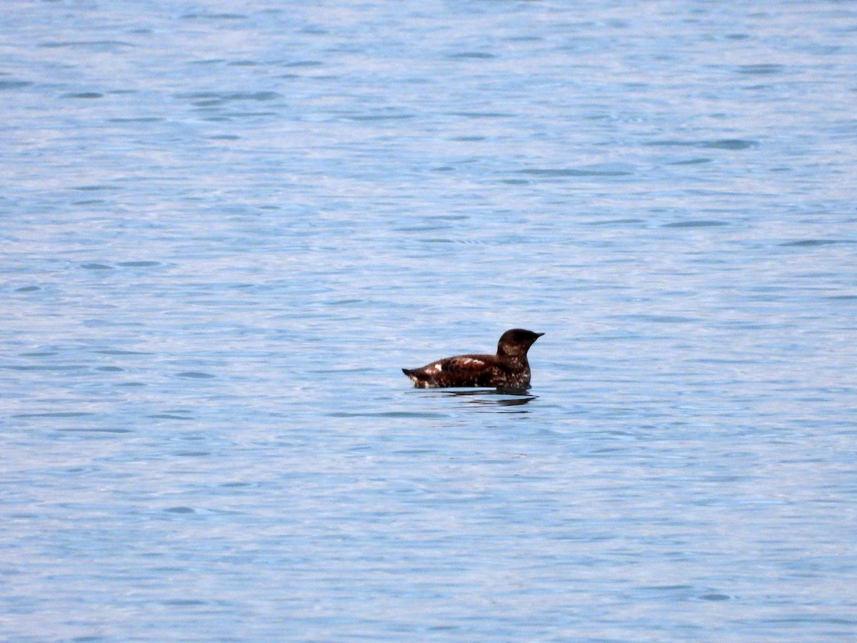 Guillemot marbré - ML619930807