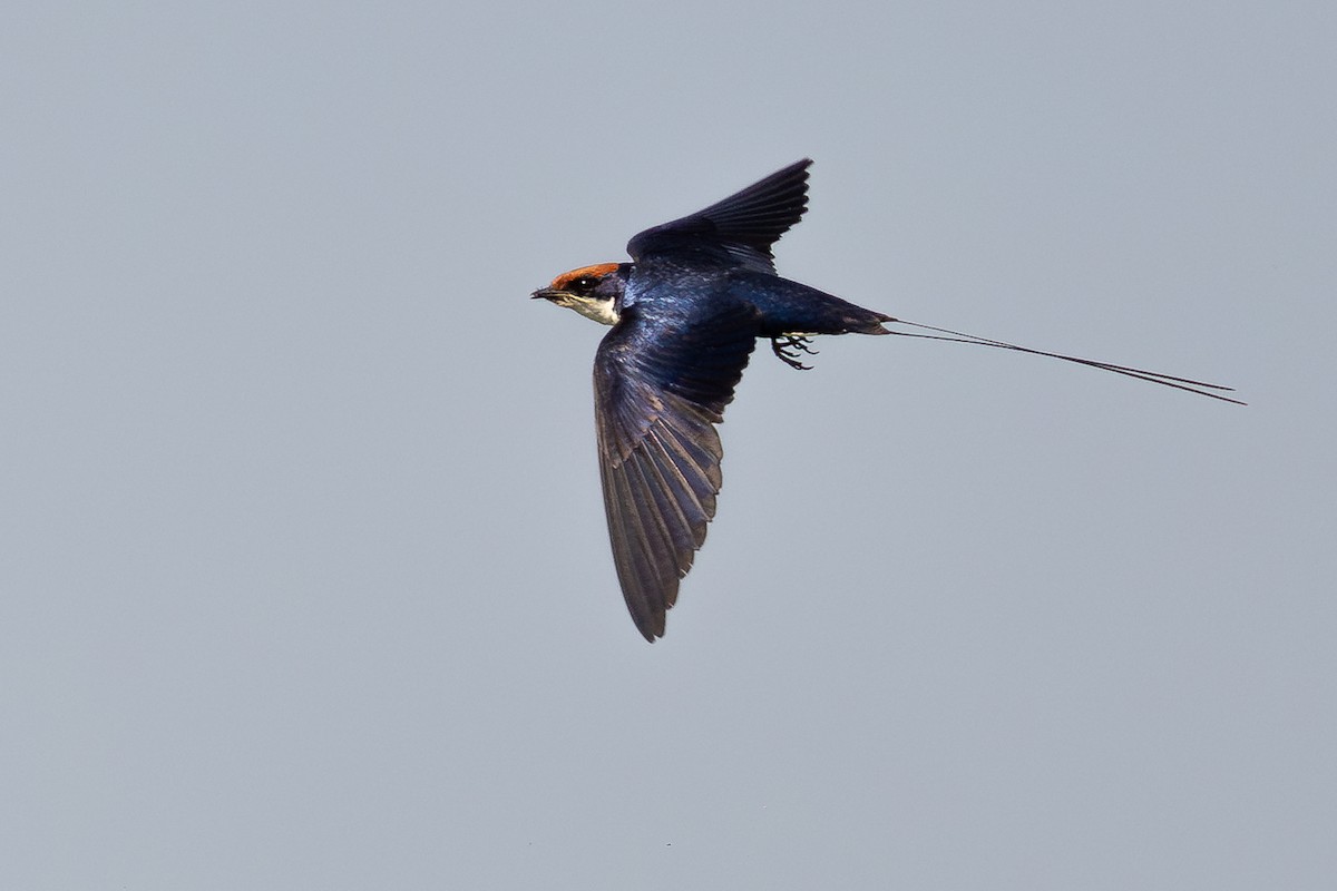 Wire-tailed Swallow - ML619930814