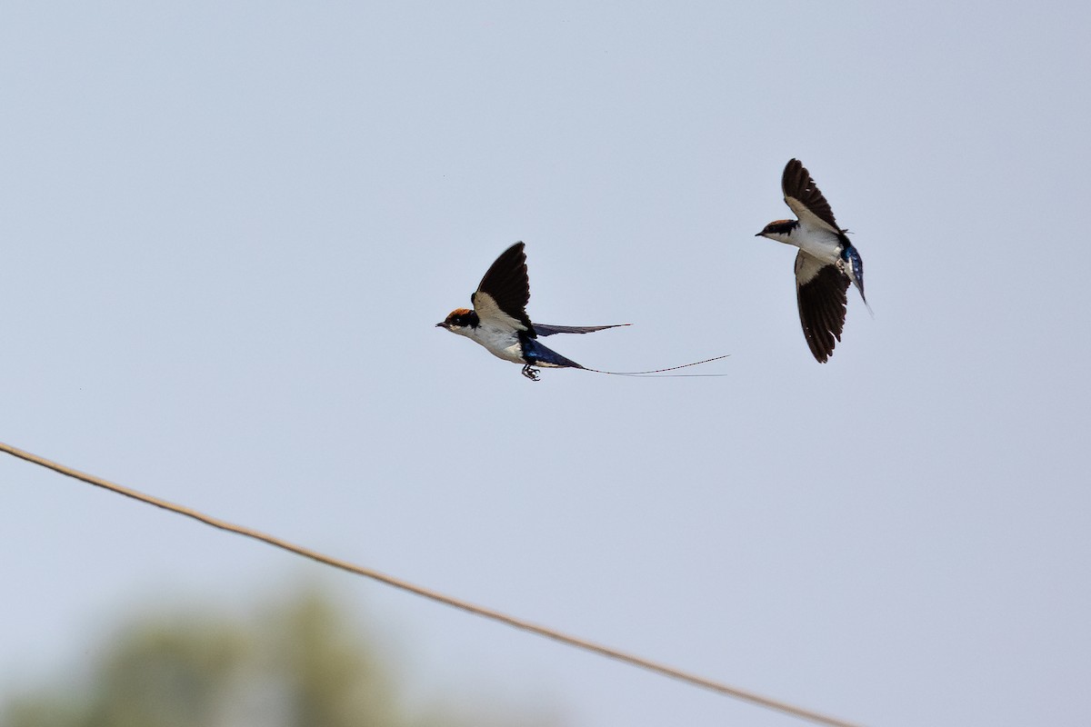 Wire-tailed Swallow - ML619930815