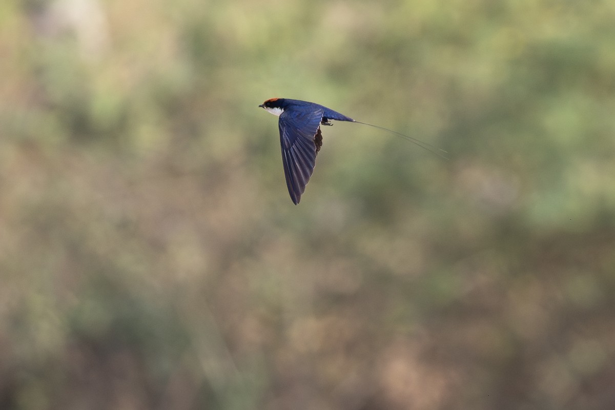 Wire-tailed Swallow - ML619930816