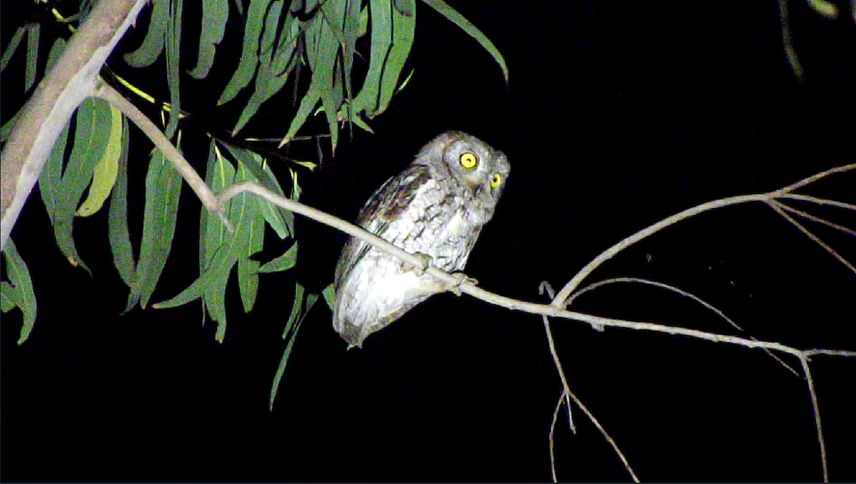 コノハズク - ML619930819