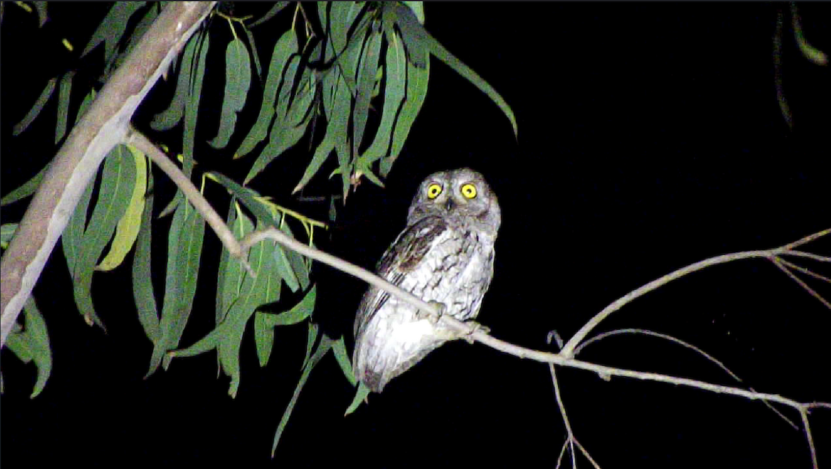 コノハズク - ML619930820