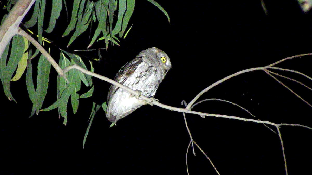 コノハズク - ML619930821