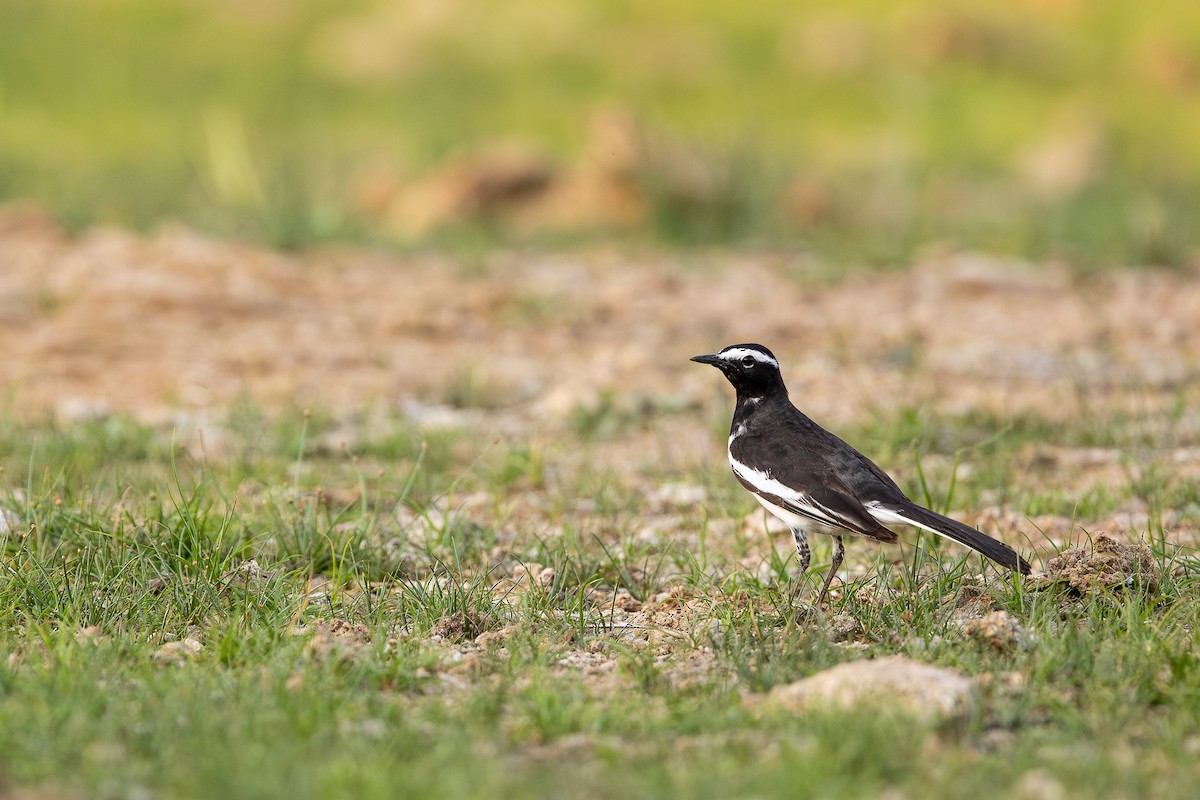 White-browed Wagtail - ML619930825