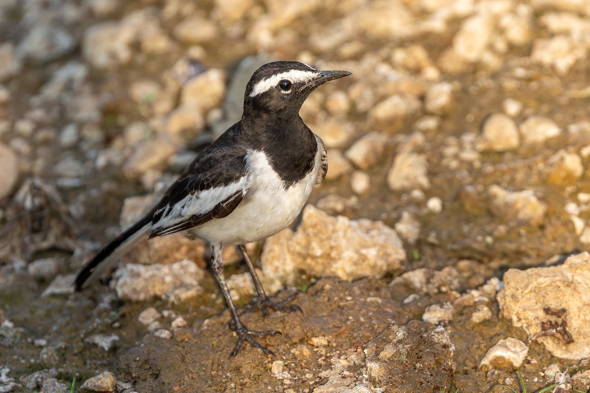 White-browed Wagtail - ML619930827