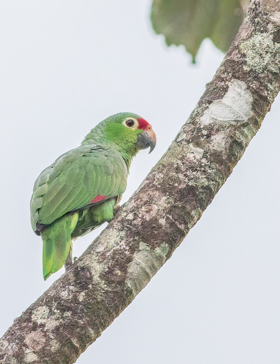 Red-lored Parrot - ML619930832