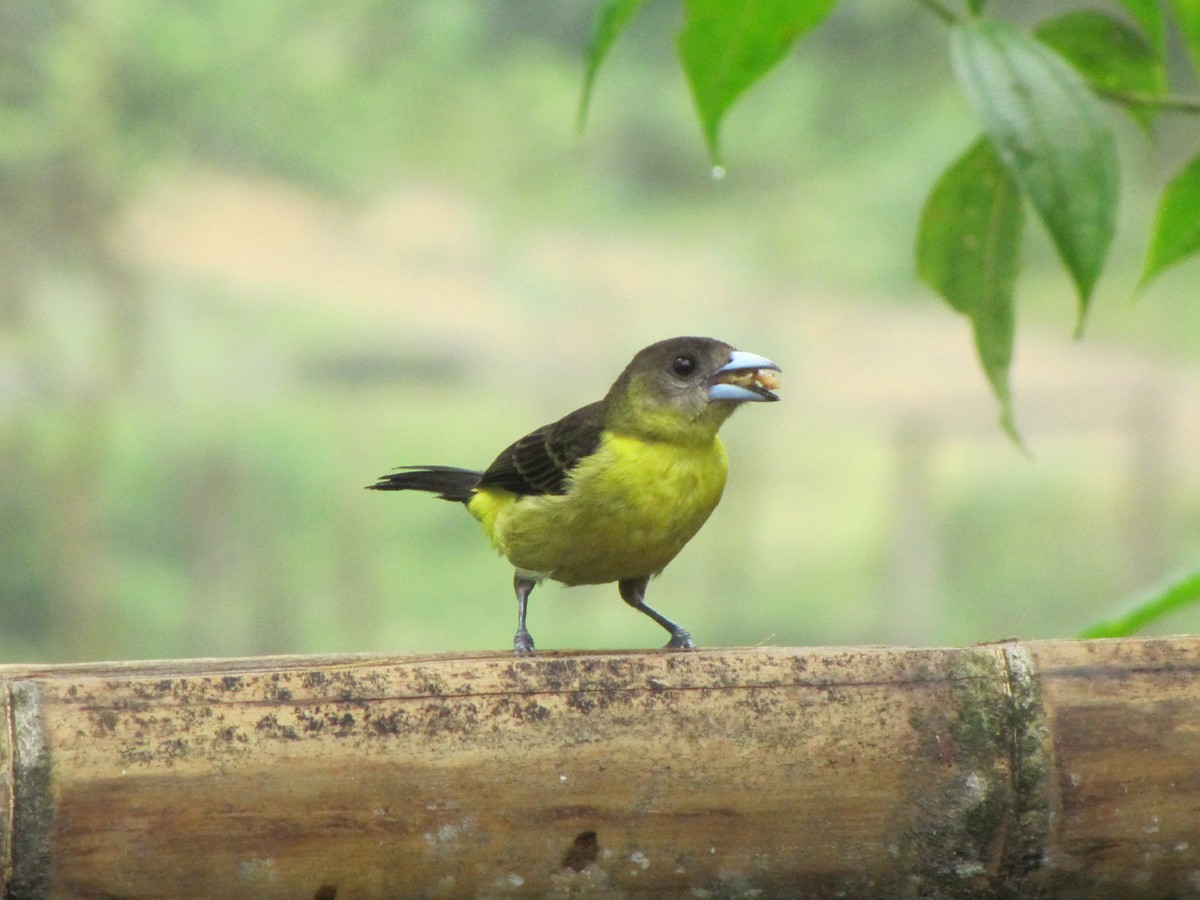 Flame-rumped Tanager (Lemon-rumped) - ML619930833