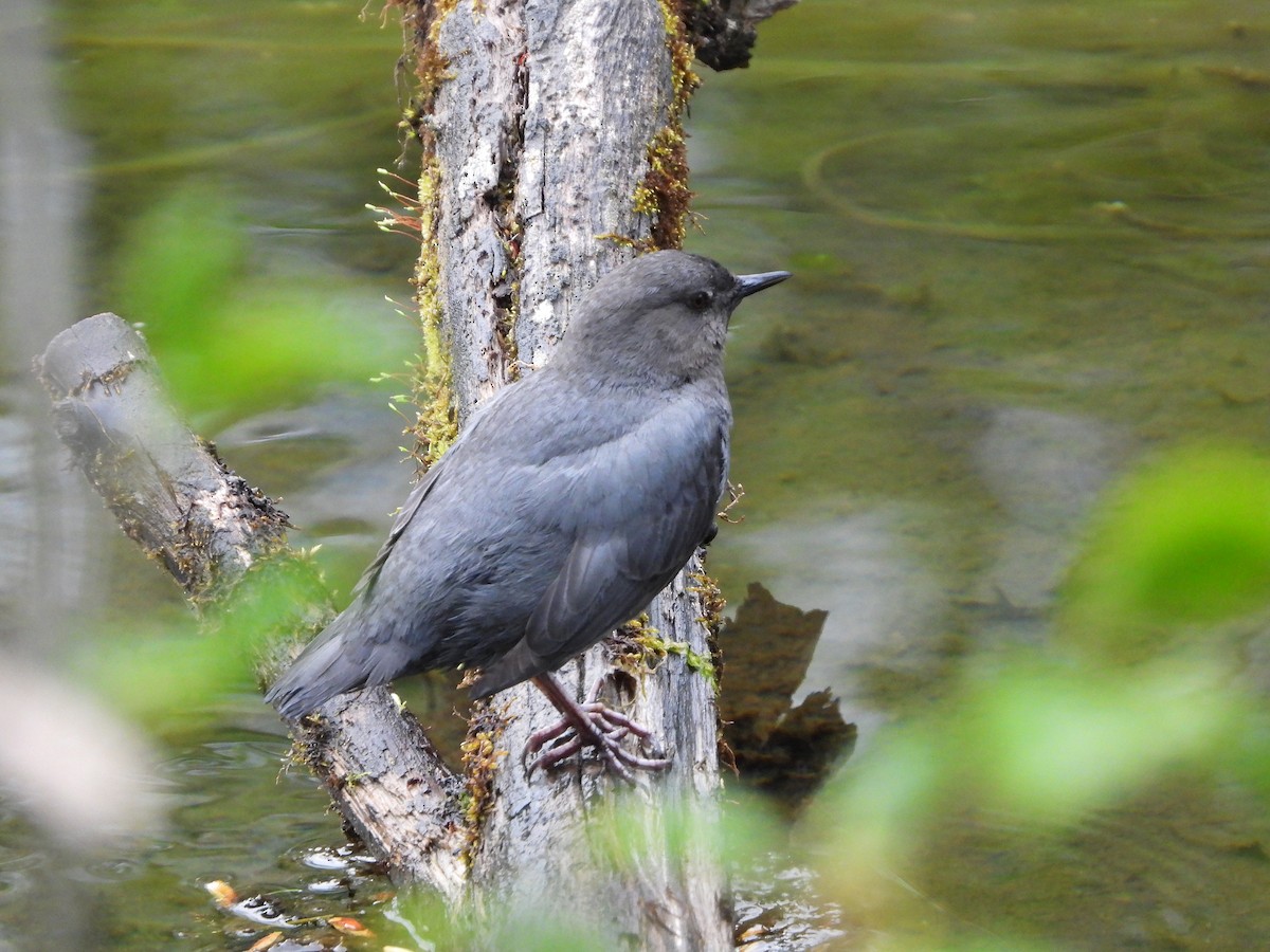 American Dipper - ML619930835