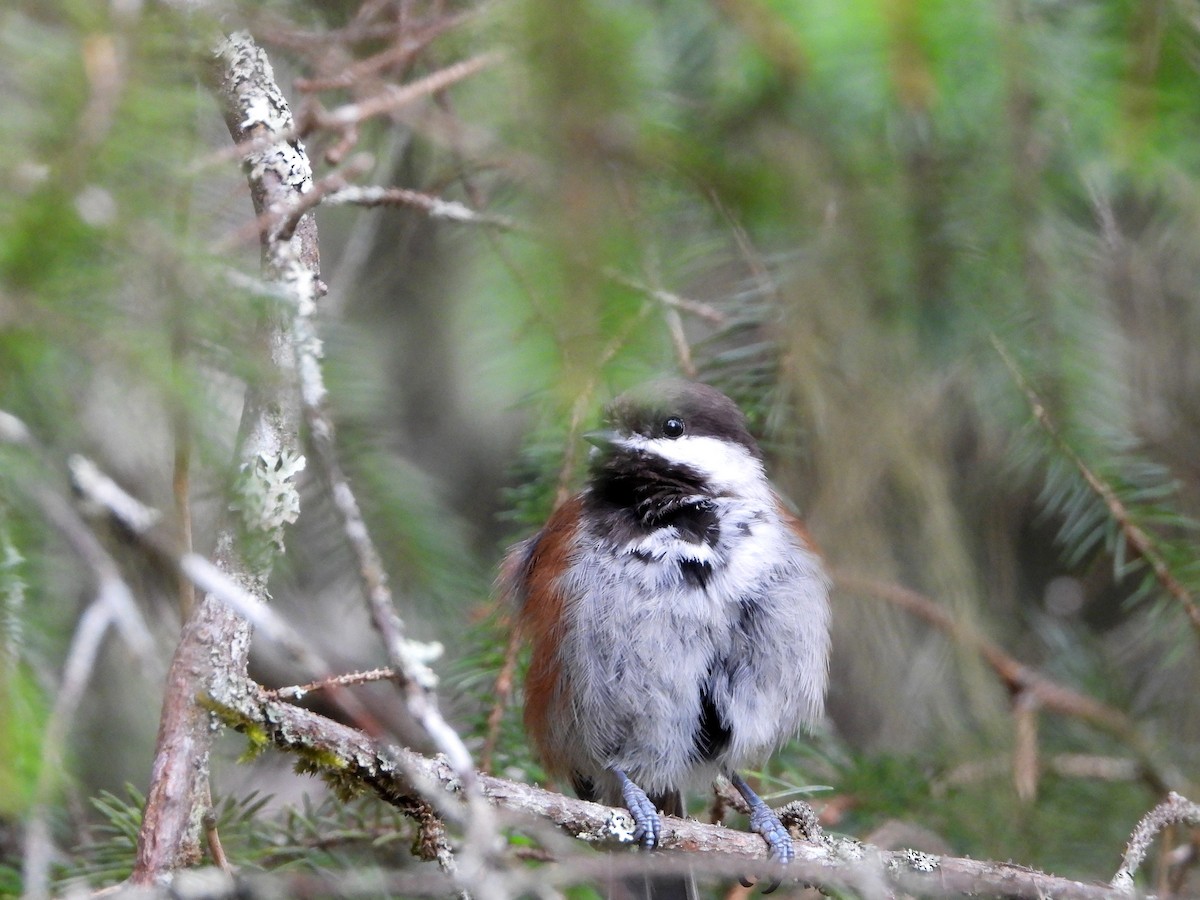 Chestnut-backed Chickadee - ML619930842