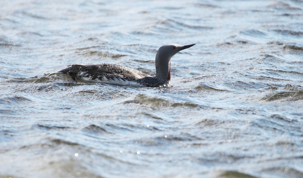 Red-throated Loon - ML619930859