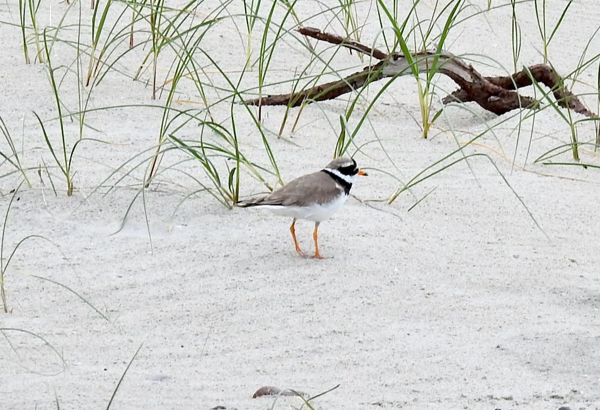 Common Ringed Plover - ML619930860