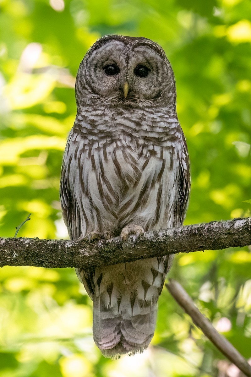 Barred Owl - ML619930861