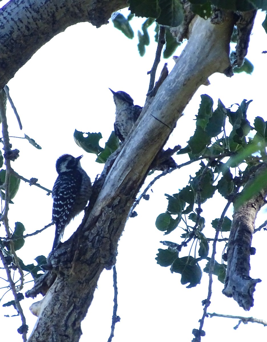 Nuttall's Woodpecker - ML619930864