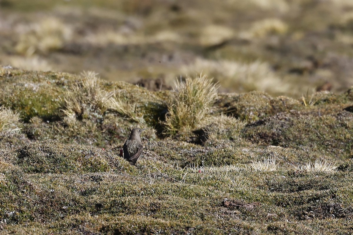 Olivaceous Thornbill - ML619930867