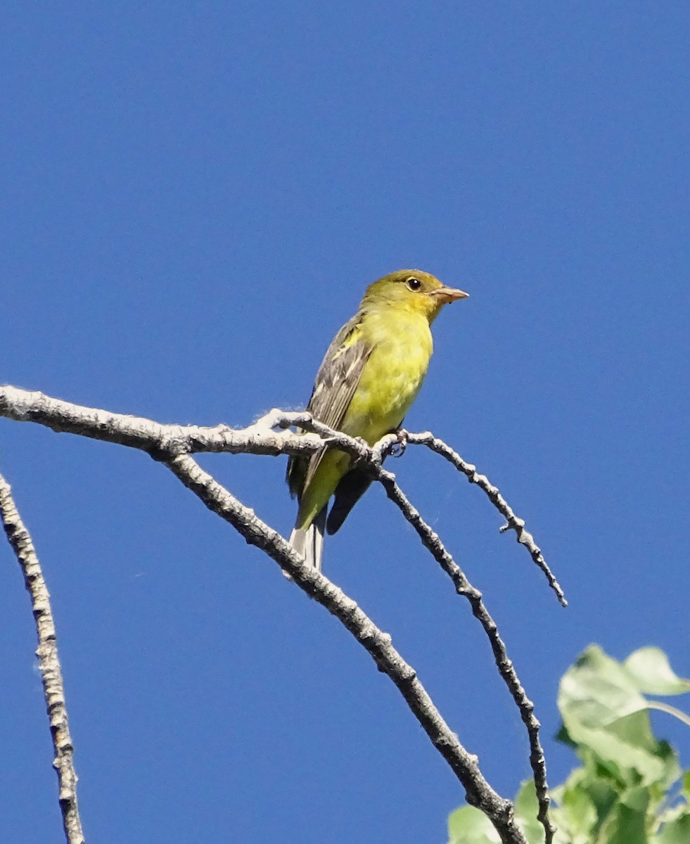 Western Tanager - ML619930878