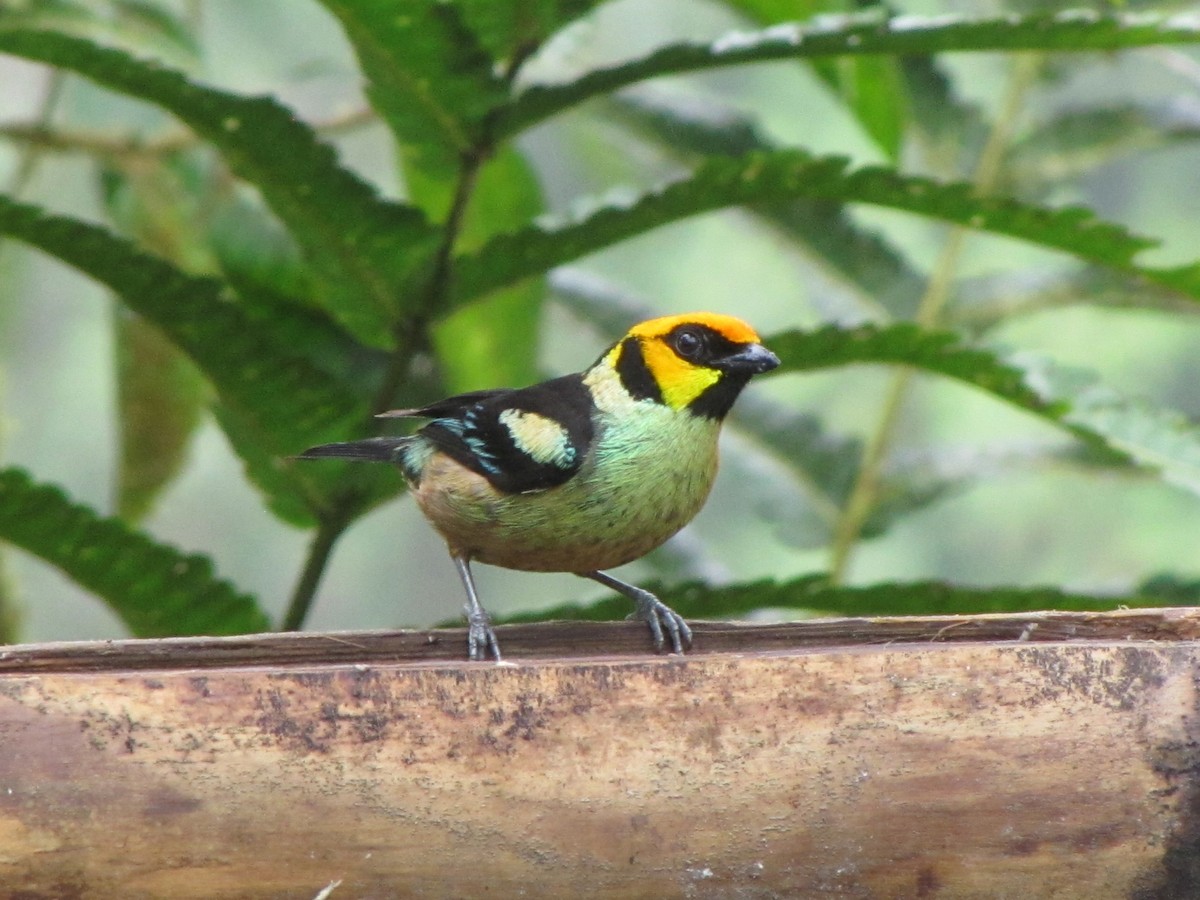 Flame-faced Tanager - ML619930894