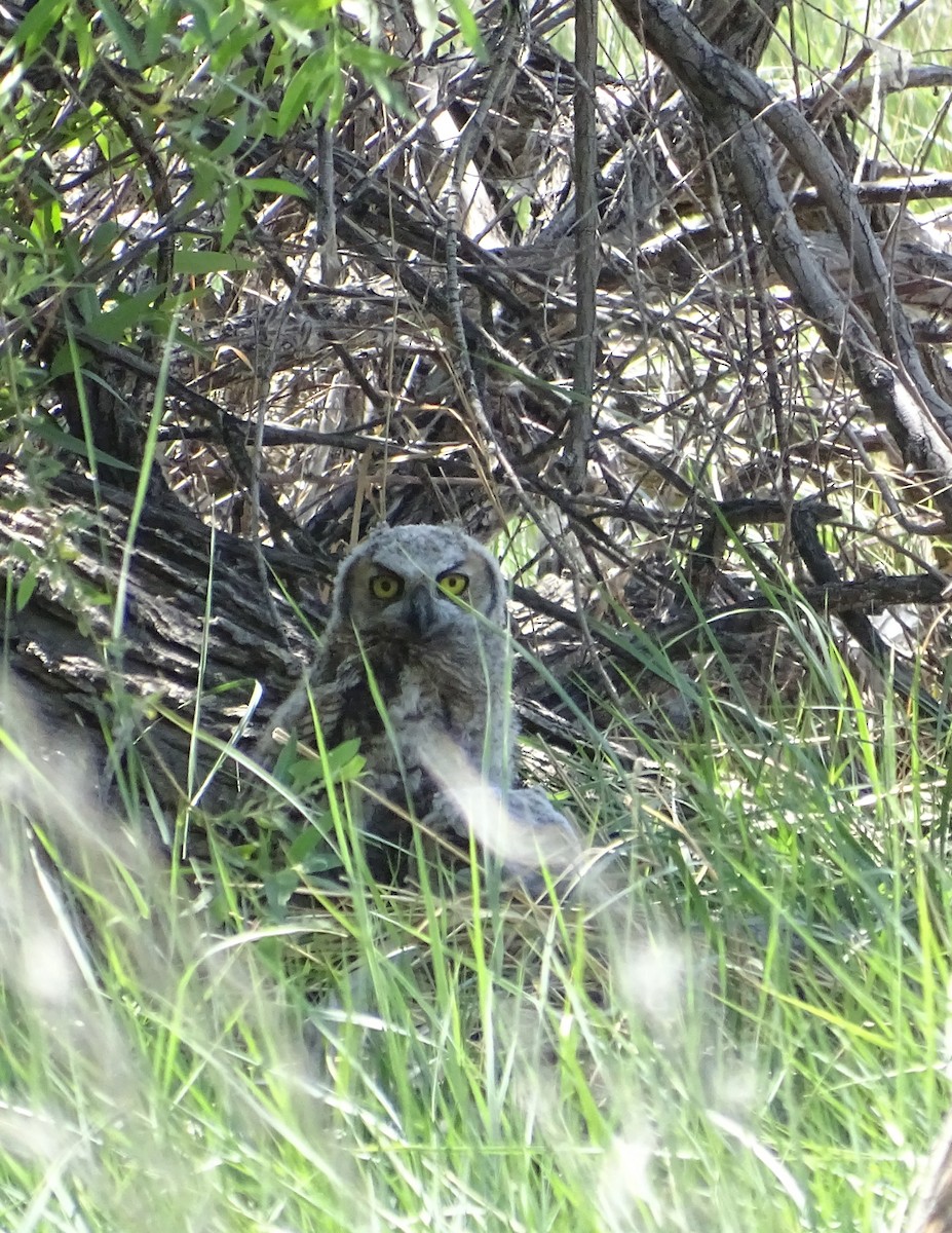 Great Horned Owl - ML619930895