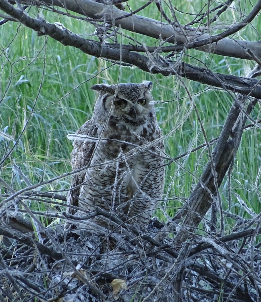 Great Horned Owl - ML619930896
