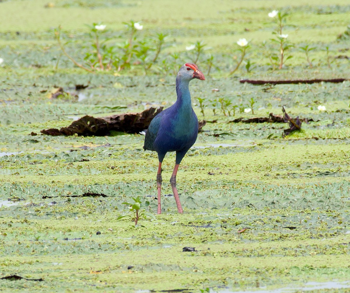 Gray-headed Swamphen - ML619930915