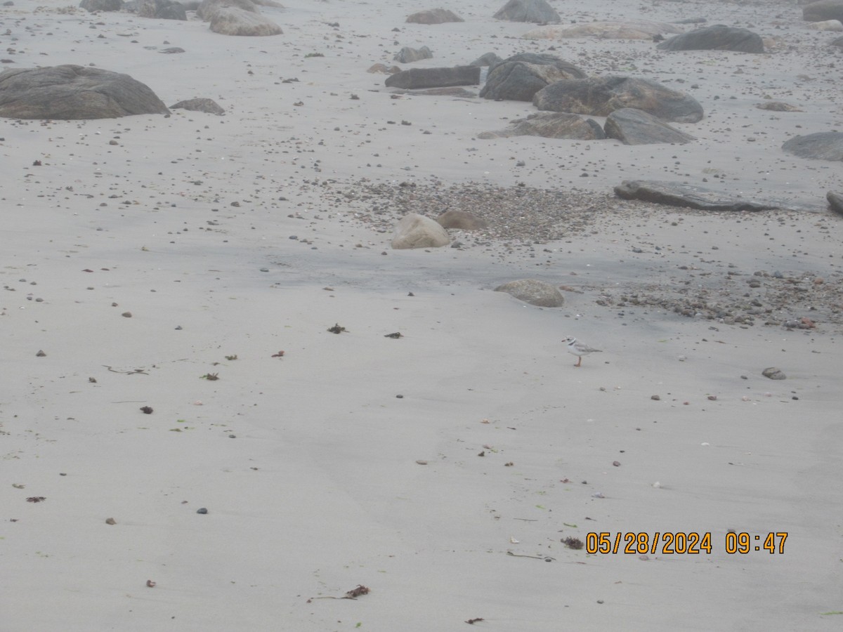 Piping Plover - ML619930918