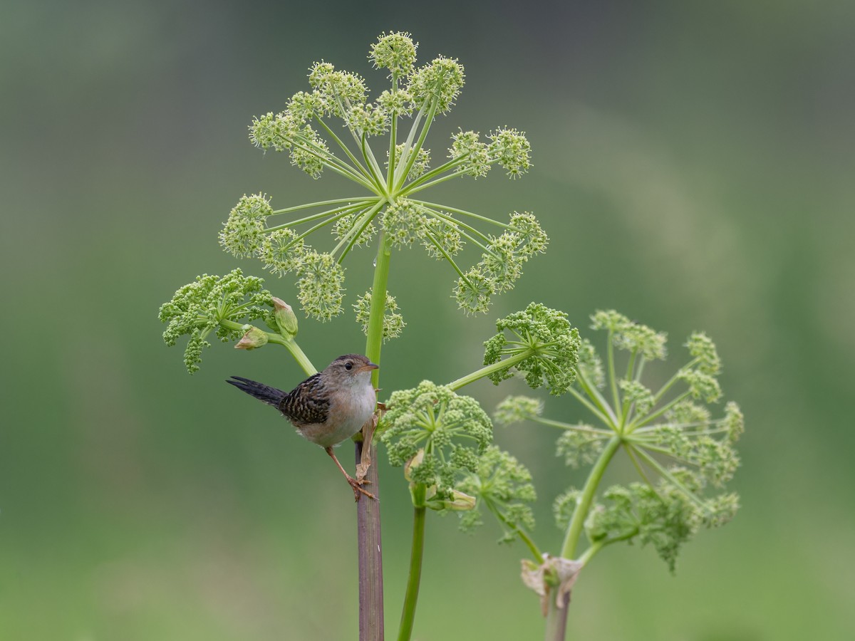 Sedge Wren - ML619930920