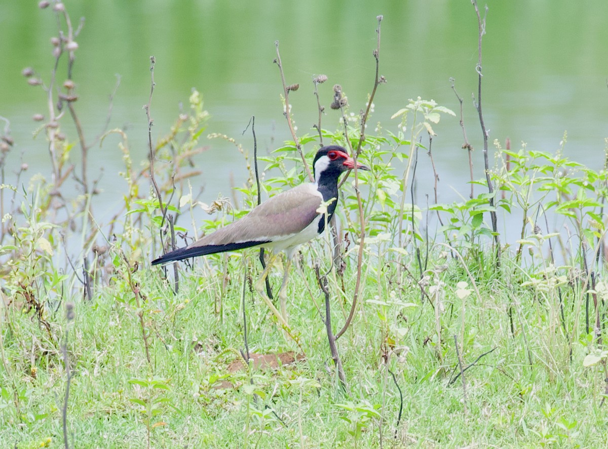 Red-wattled Lapwing - ML619930922