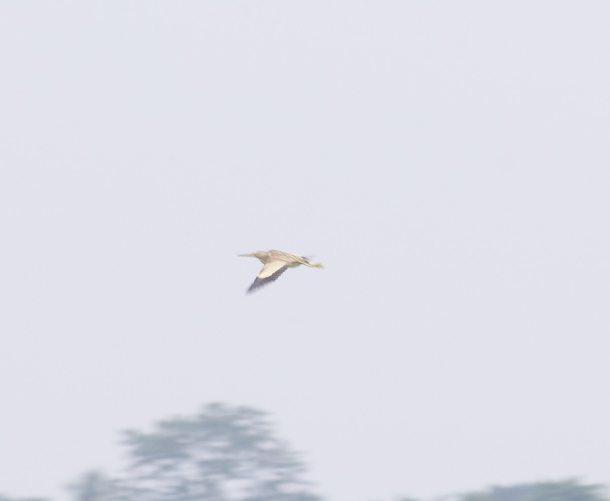 Cinnamon/Yellow Bittern - ML619930933