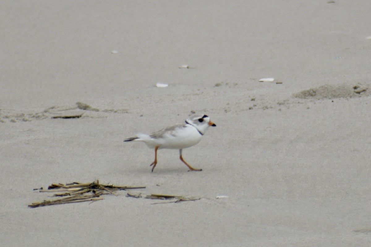 Piping Plover - ML619930935