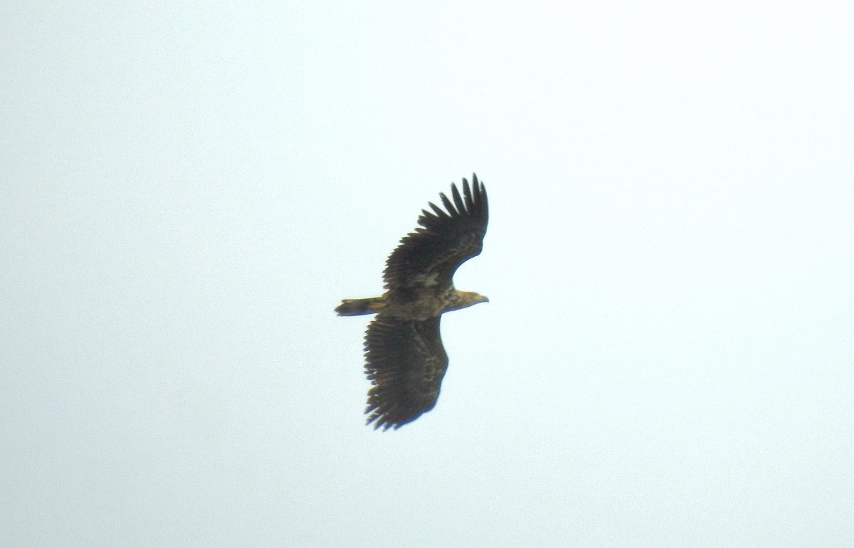 White-tailed Eagle - ML619930942