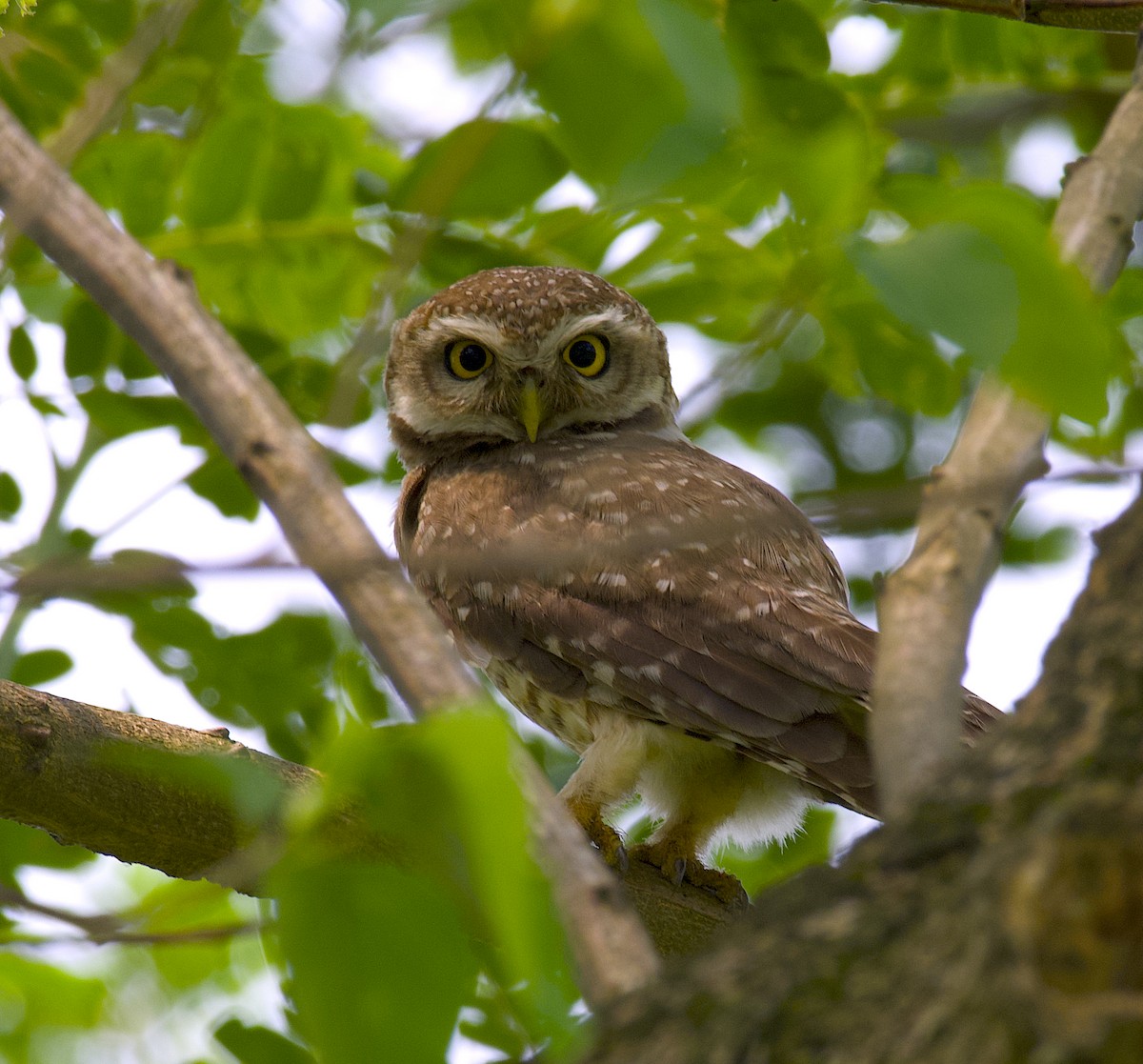 Spotted Owlet - ML619930943