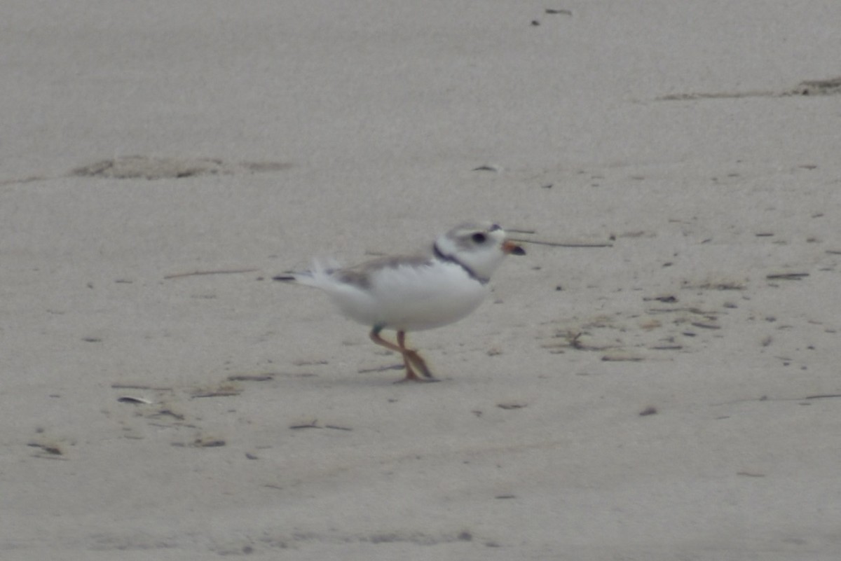Piping Plover - ML619930953