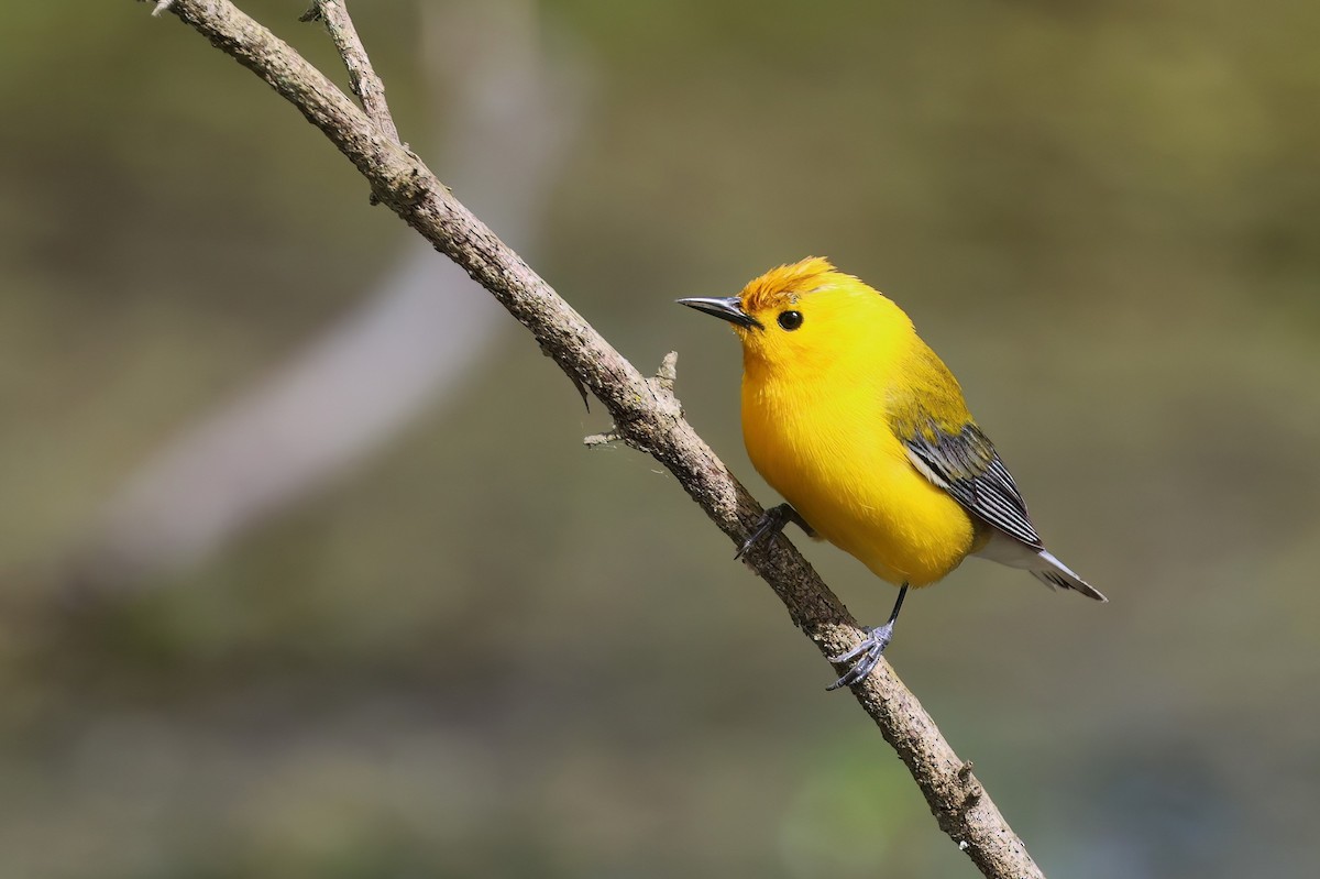 Prothonotary Warbler - ML619930976