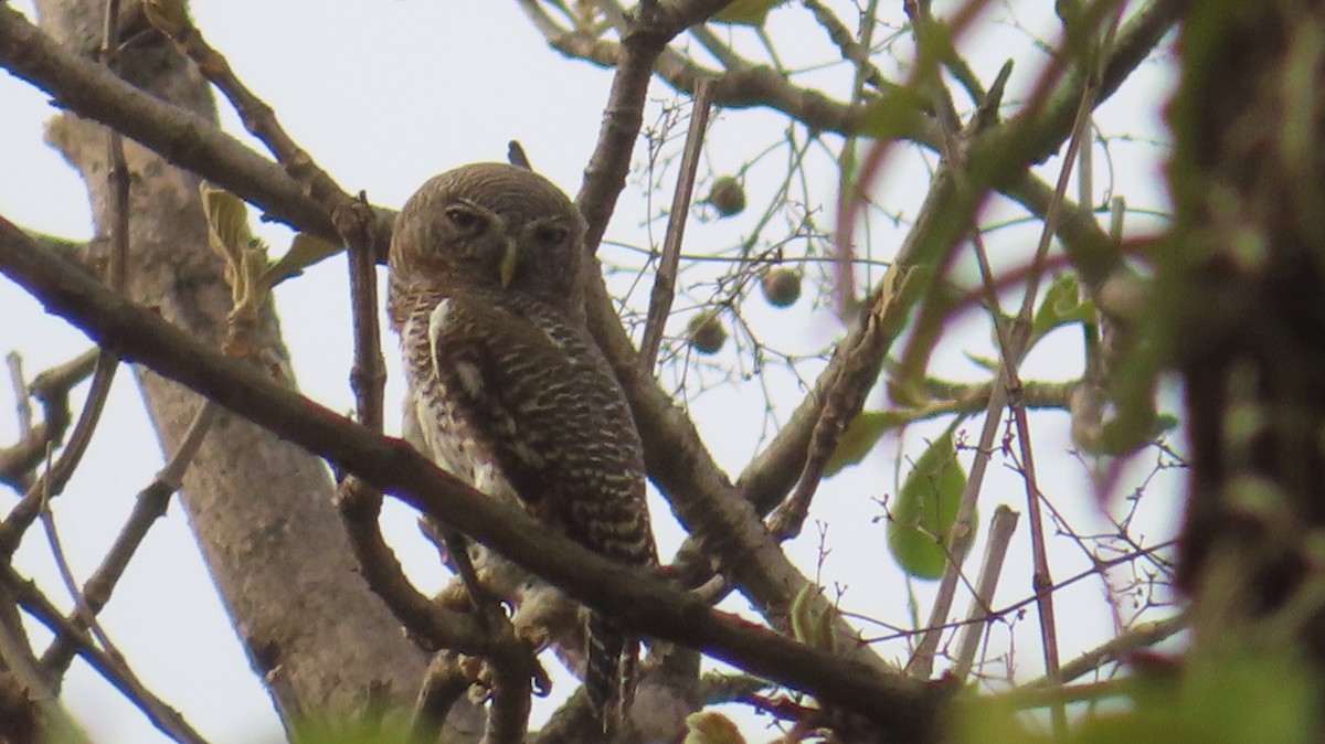 Jungle Owlet - ML619930982