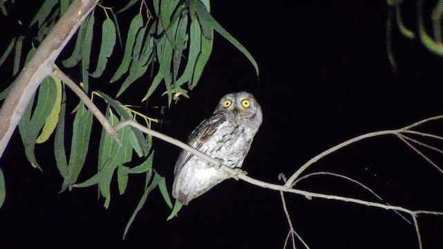 コノハズク - ML619930983