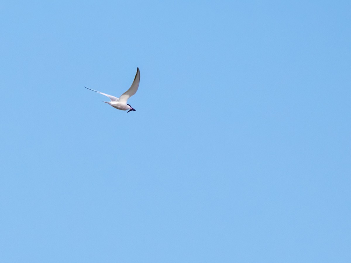 Common Tern - ML619930997