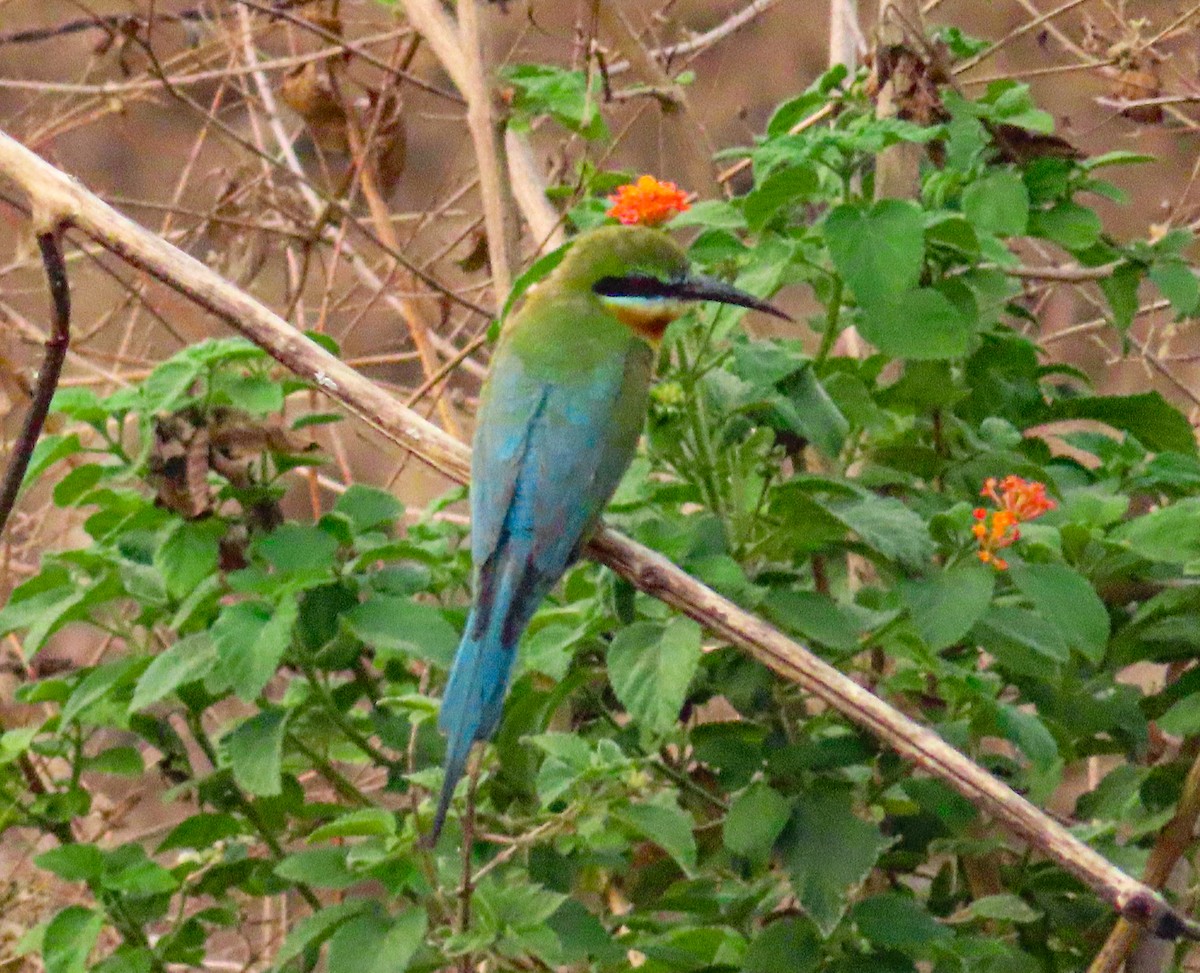 Blue-tailed Bee-eater - ML619931002