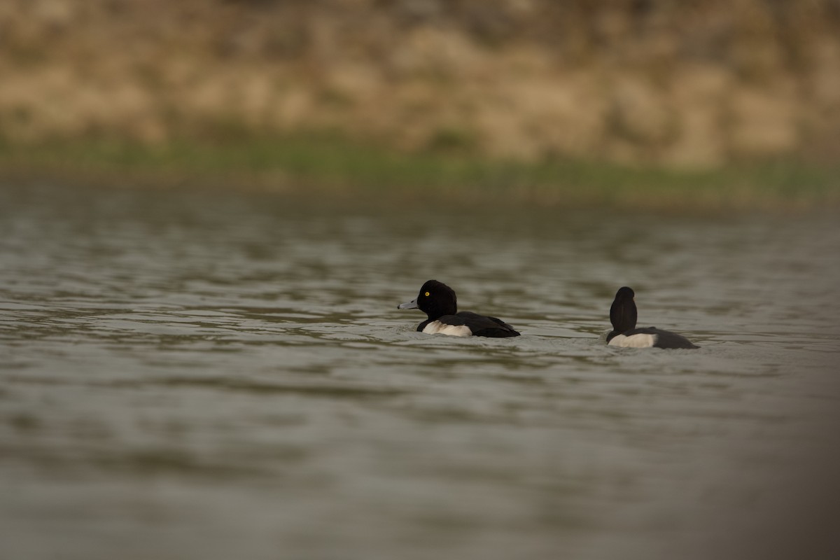 Tufted Duck - ML619931005