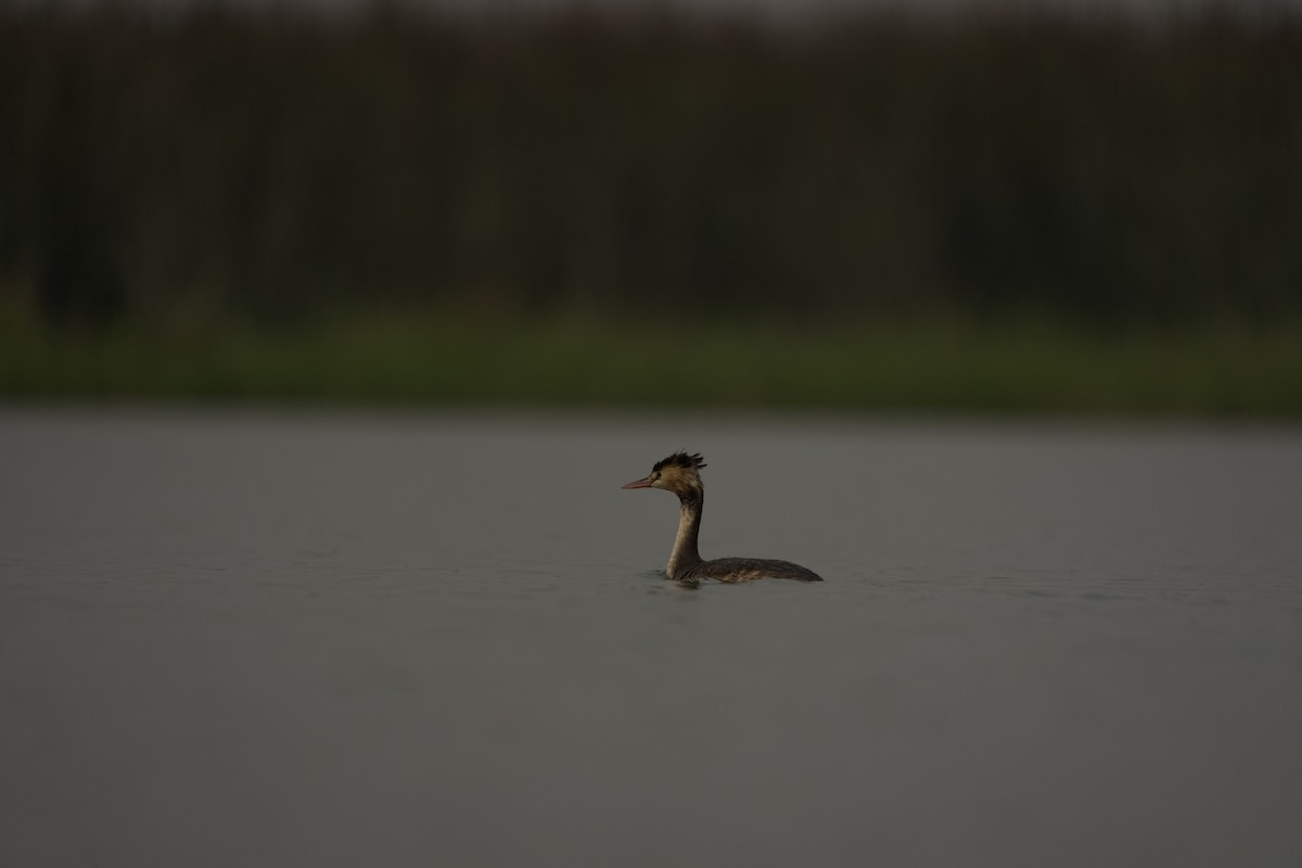 Great Crested Grebe - ML619931015