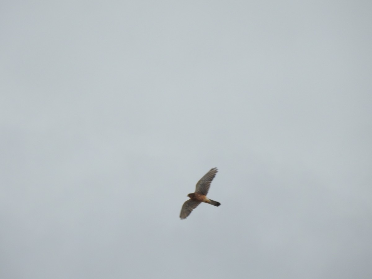 Eurasian Kestrel - ML619931016