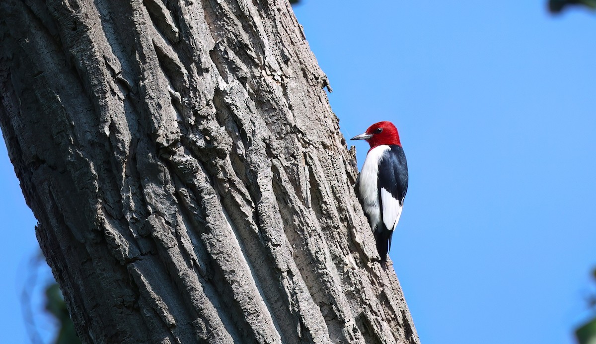 Red-headed Woodpecker - ML619931028