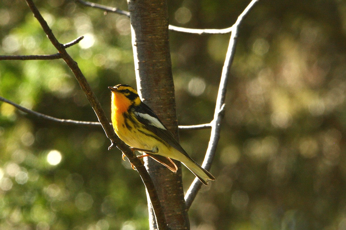 Blackburnian Warbler - ML619931039