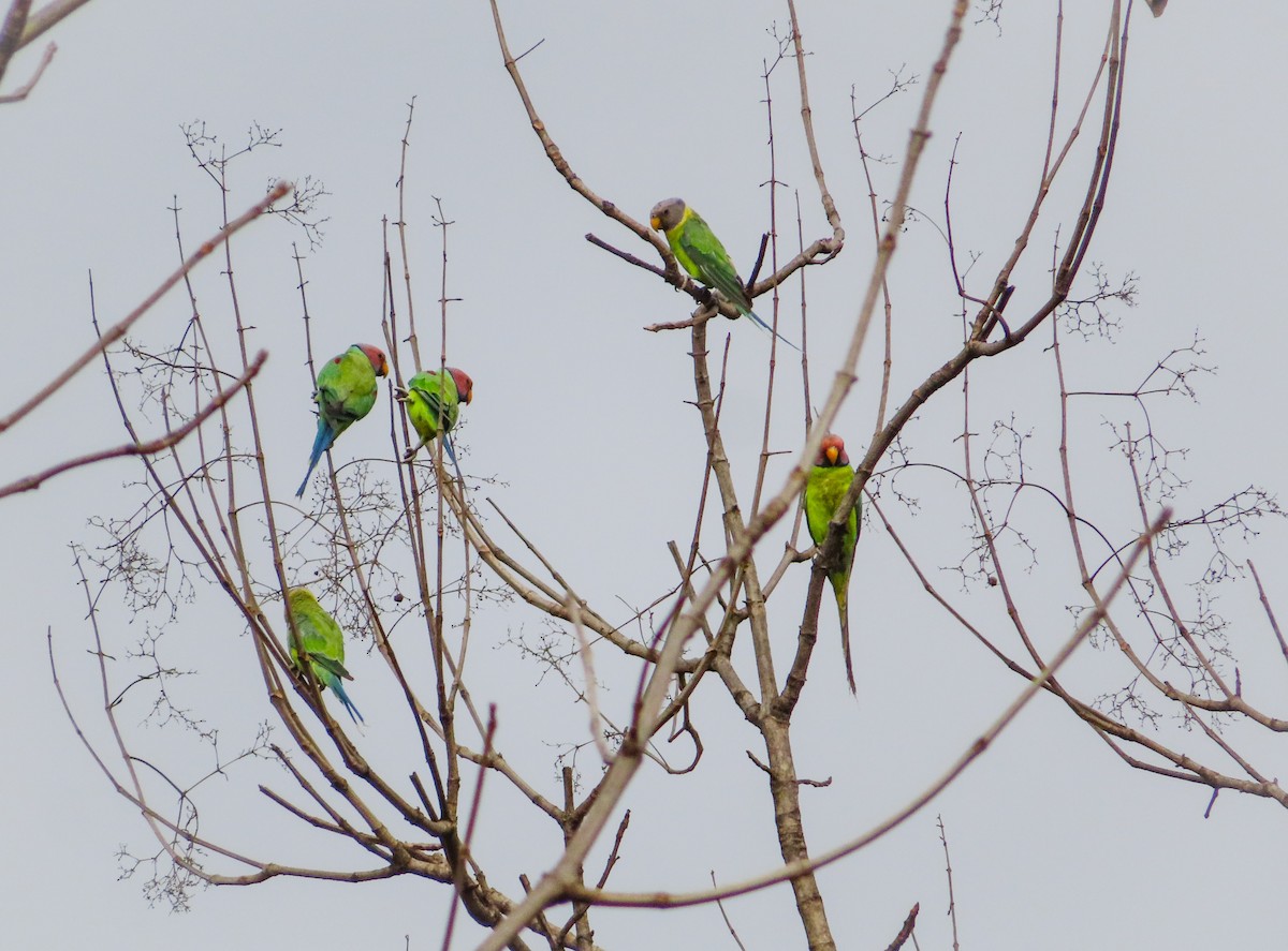 Plum-headed Parakeet - ML619931047