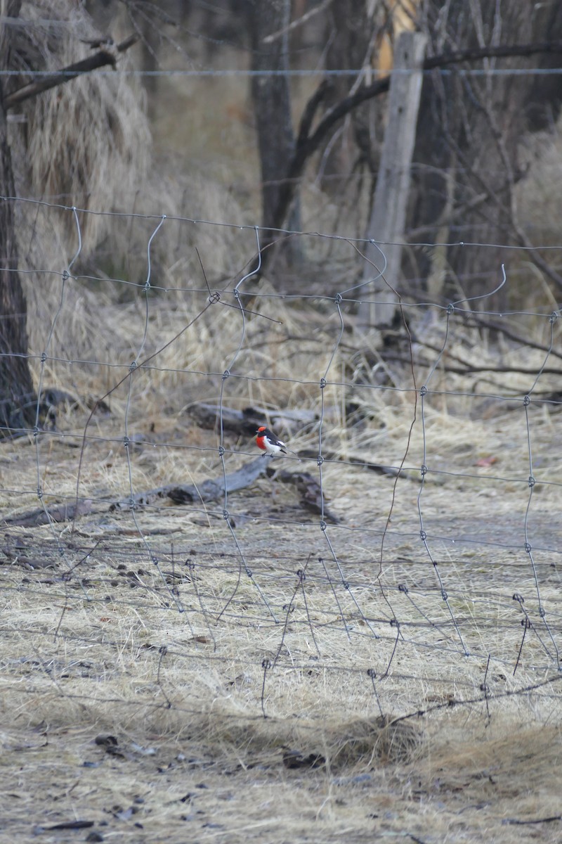 Red-capped Robin - ML619931048