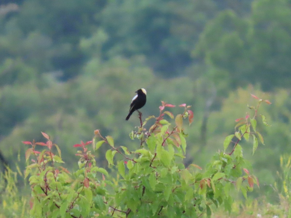 bobolink americký - ML619931055