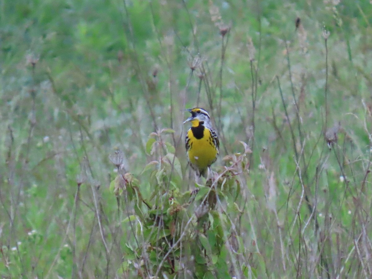 Eastern Meadowlark - ML619931061