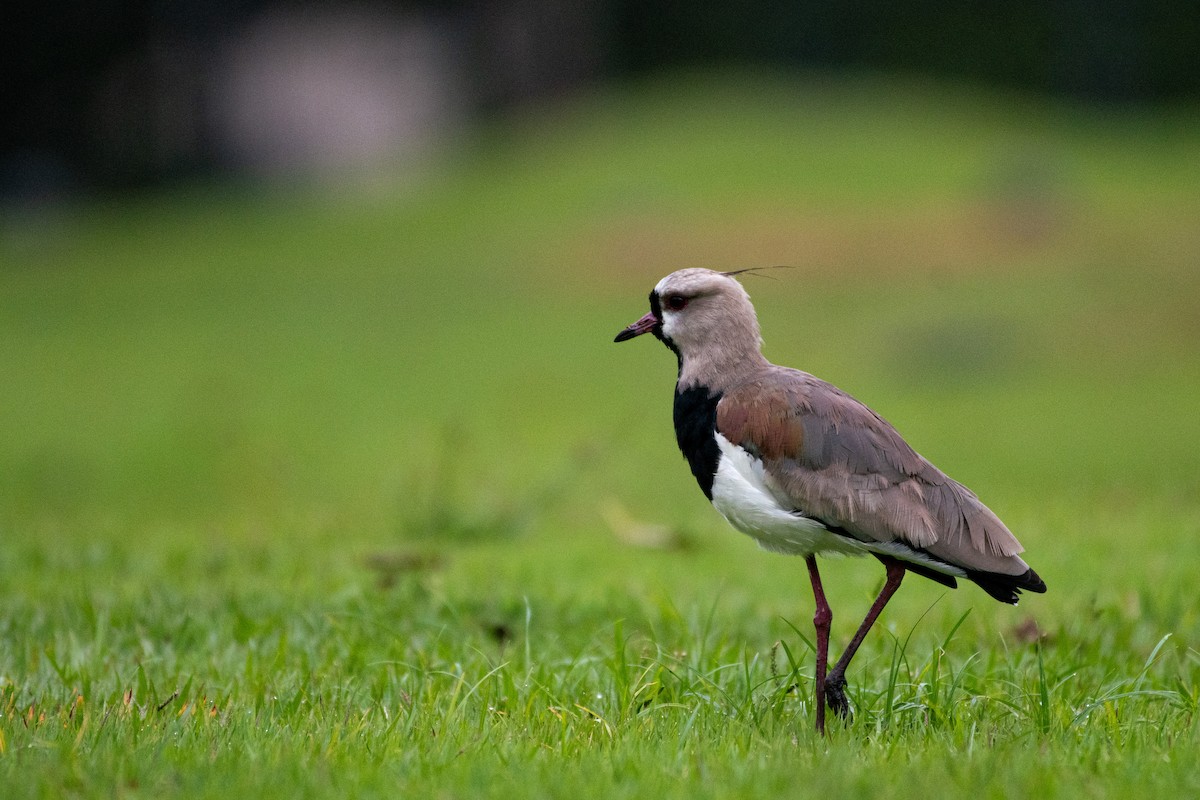 Southern Lapwing - ML619931078