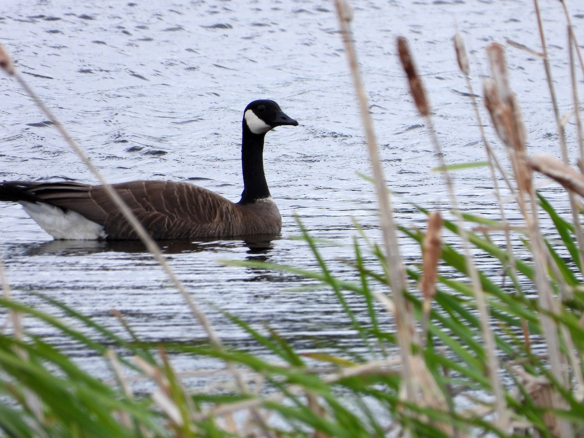 Cackling Goose - ML619931082