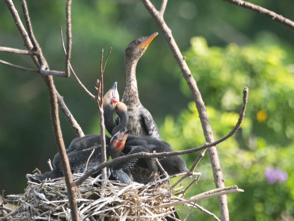 Long-tailed Cormorant - ML619931083